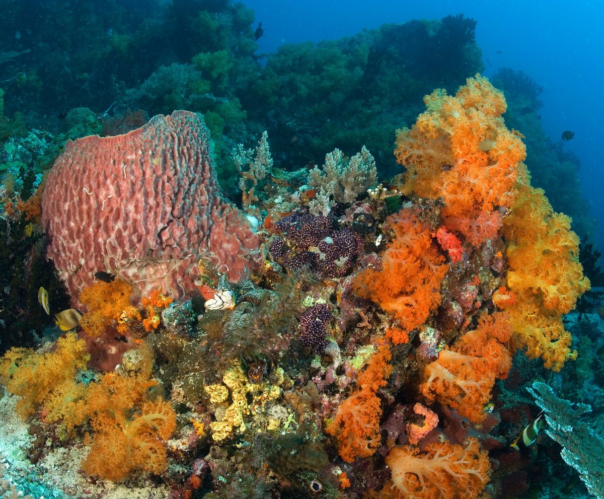 Coral-Reefs-2