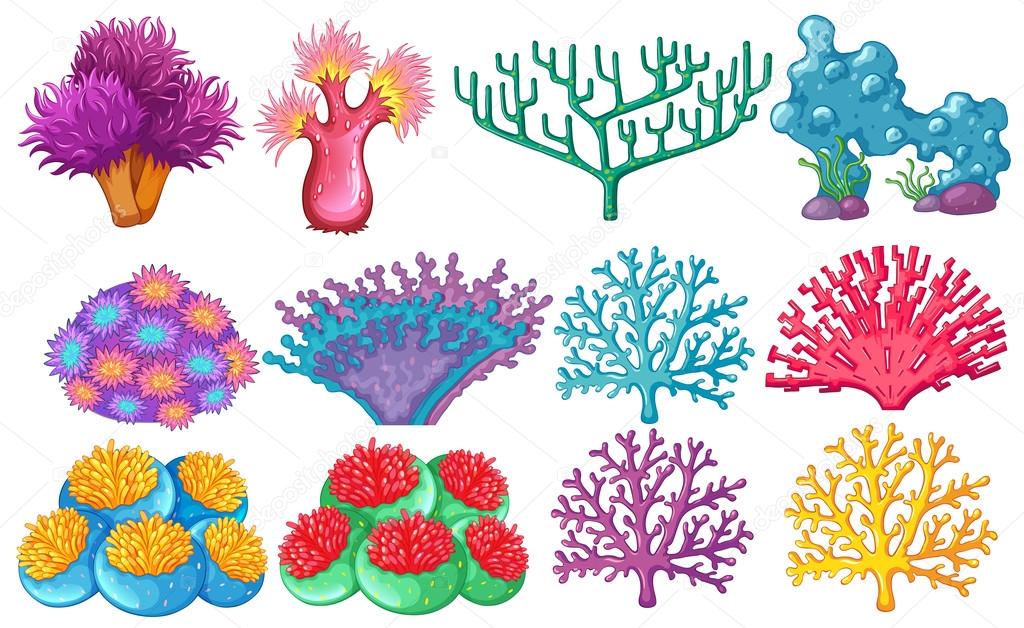 Coral-Reefs-11