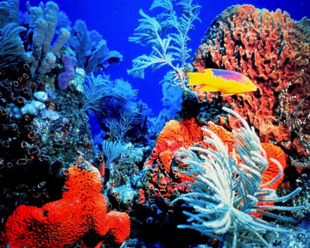 Coral-Reefs-8