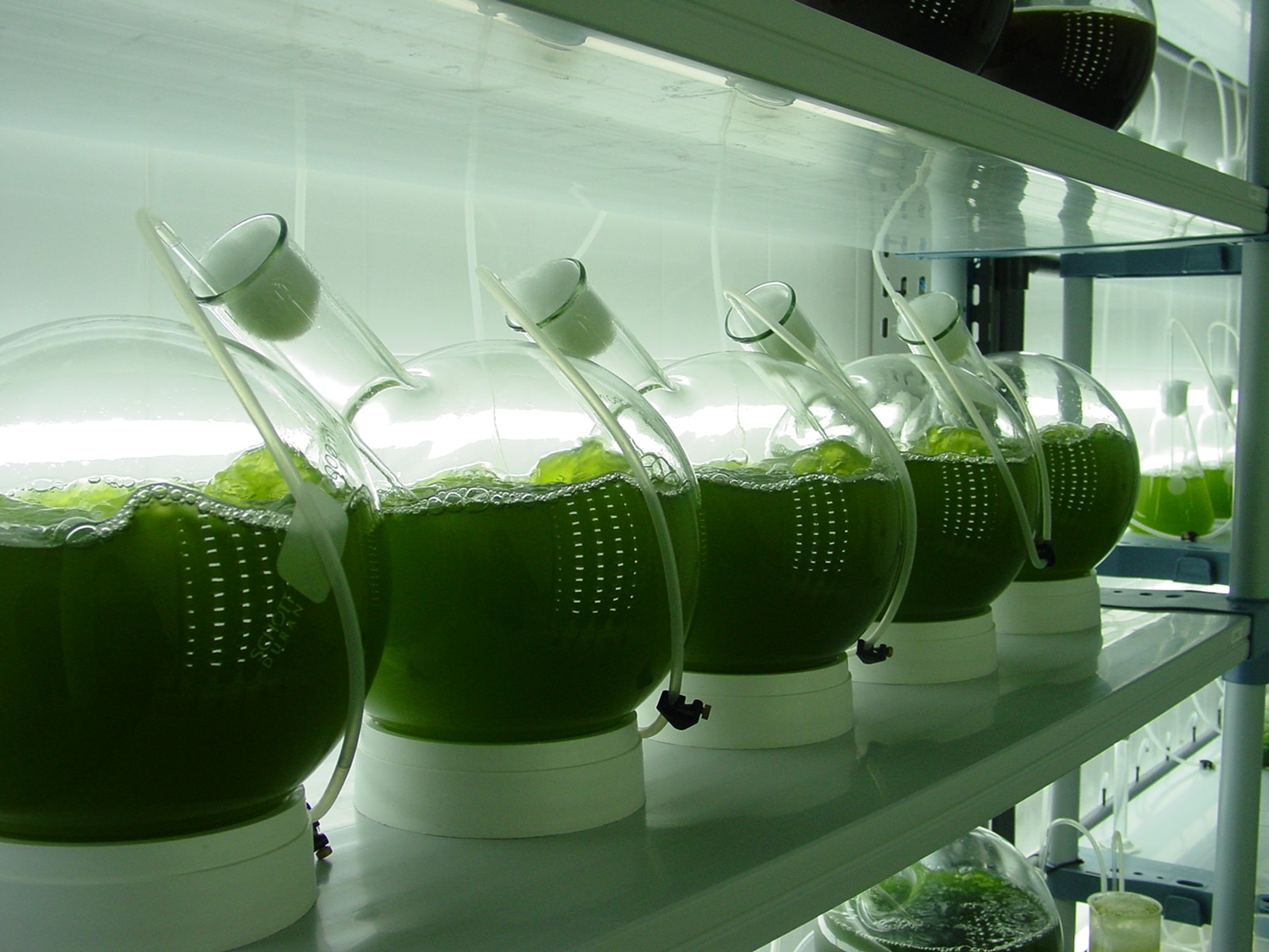 Cultivation of Algea in Laboratories