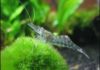Ghost-Crystal Shrimps: Everything  you should know  about them