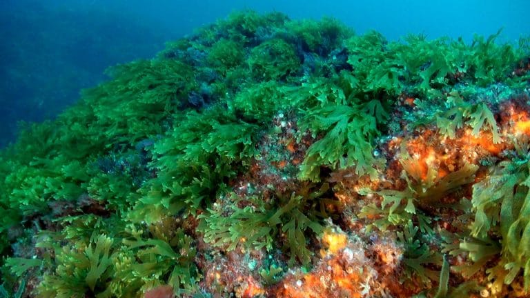 Marine Algae: characteristics, classification, benefits and more...