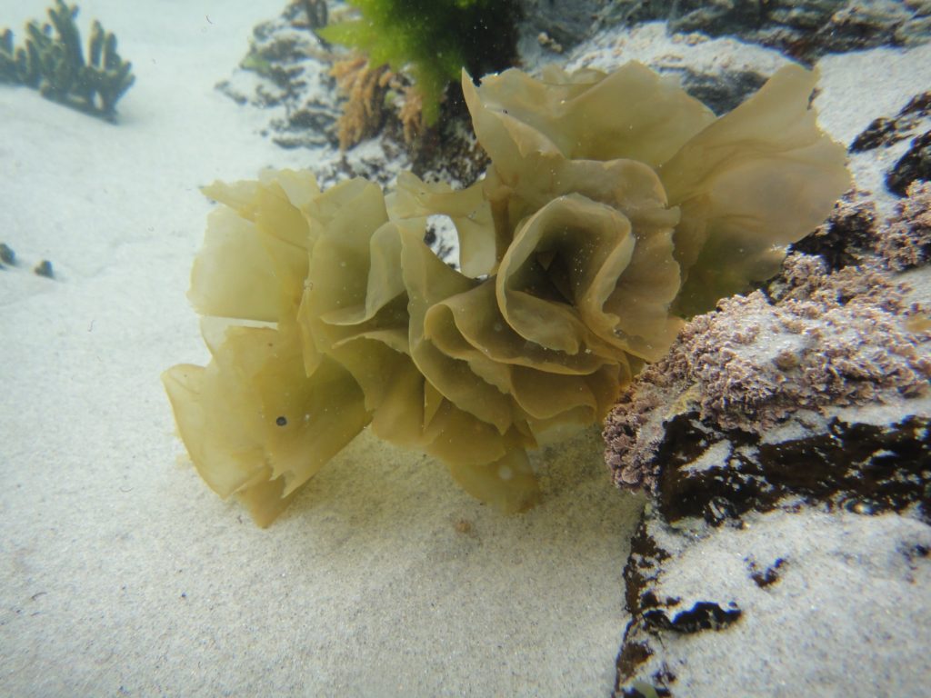 Nori Seaweed at Cold Locations