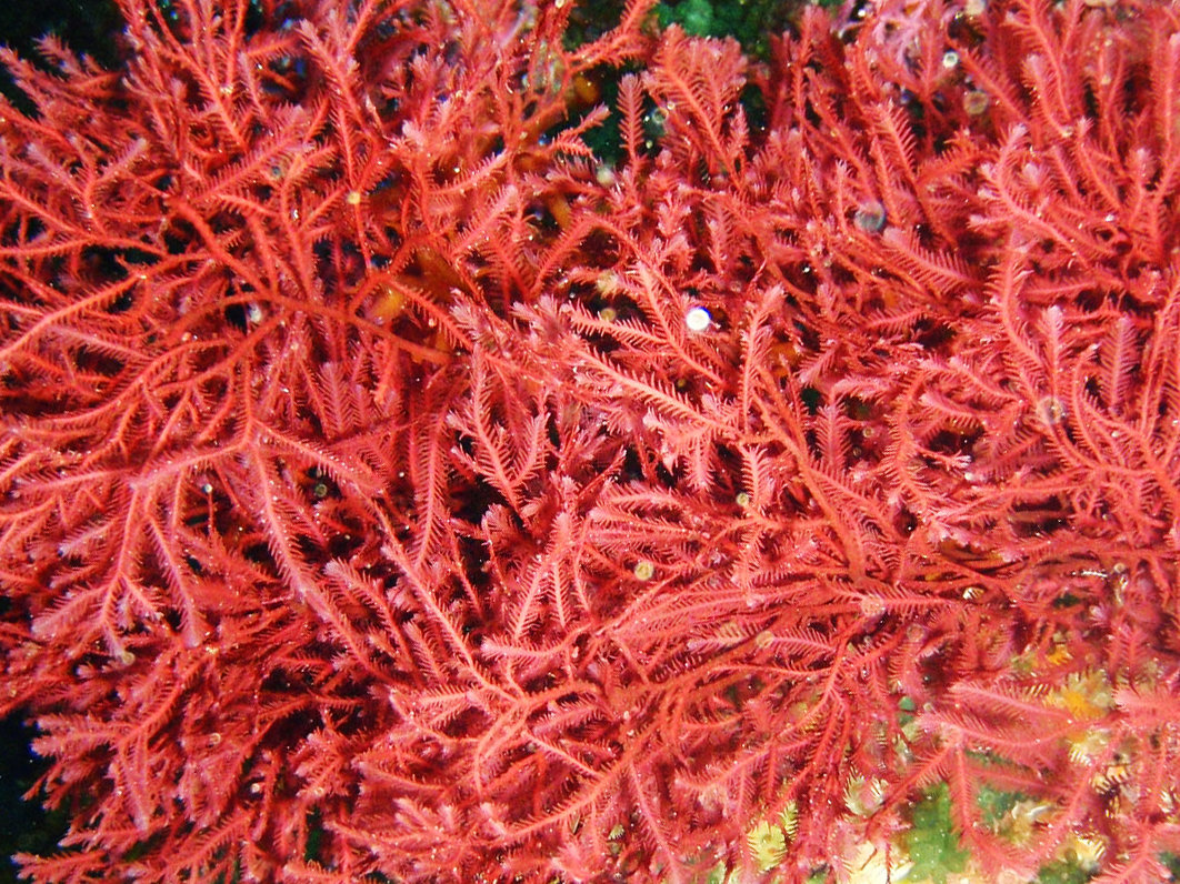 Red Seaweed . Carrageenan