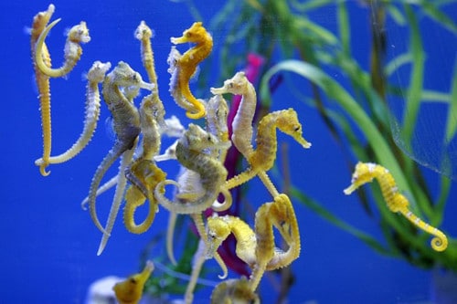 What do Seahorses Eat? and many other things in this post