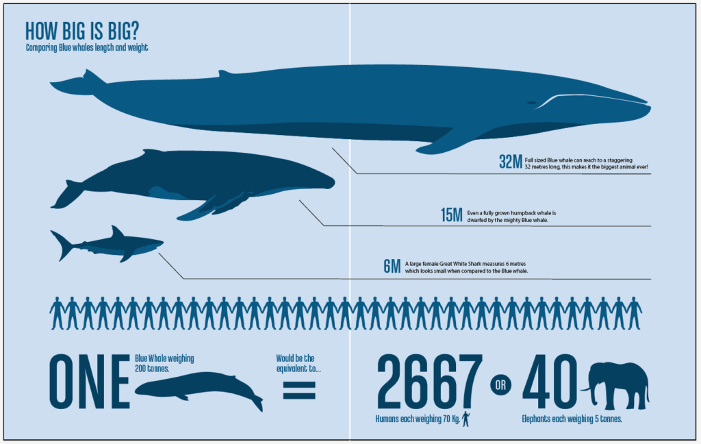 blue whales: measures