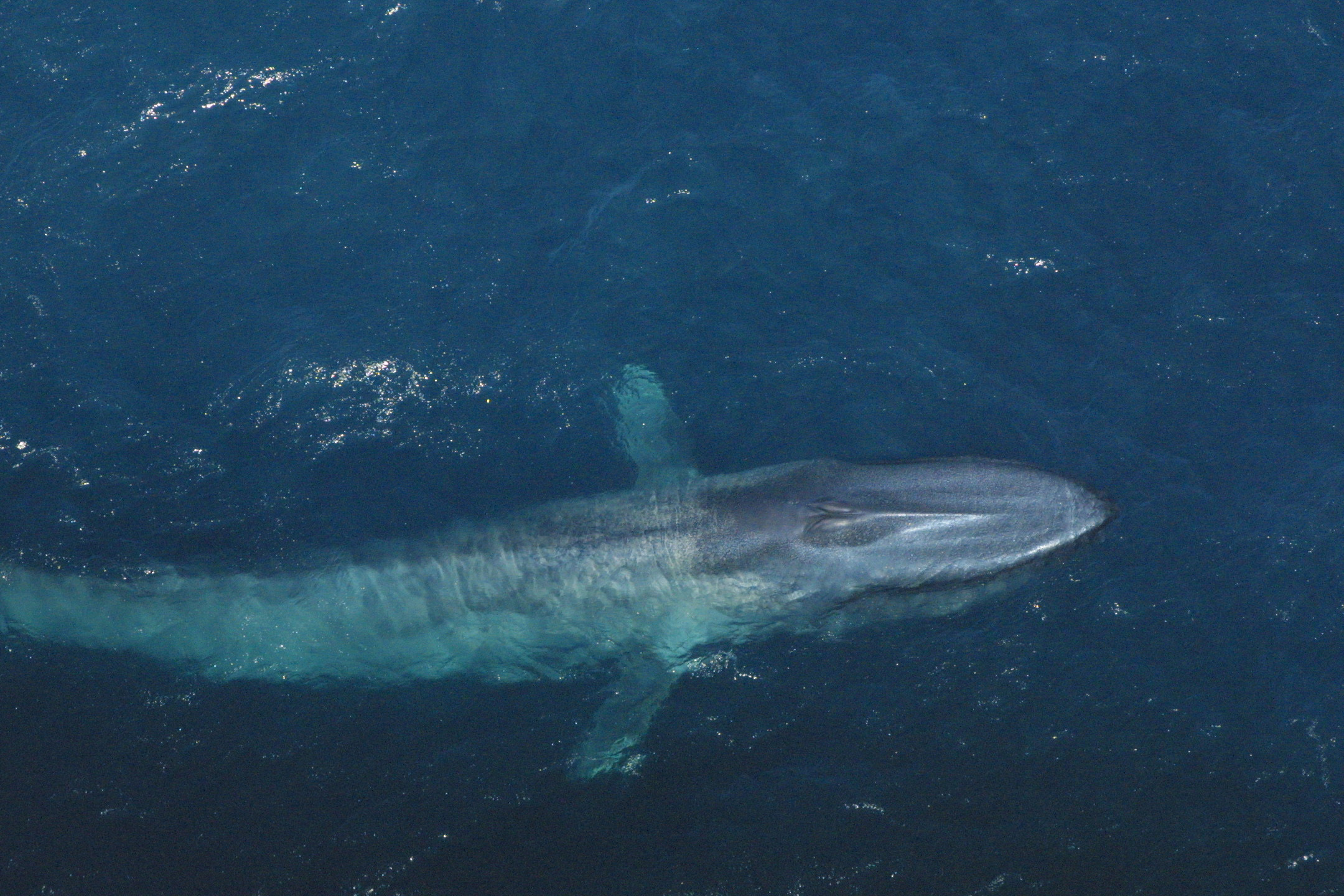 Blue Whales: Characteristics, threats and more, about the biggest creature  ever