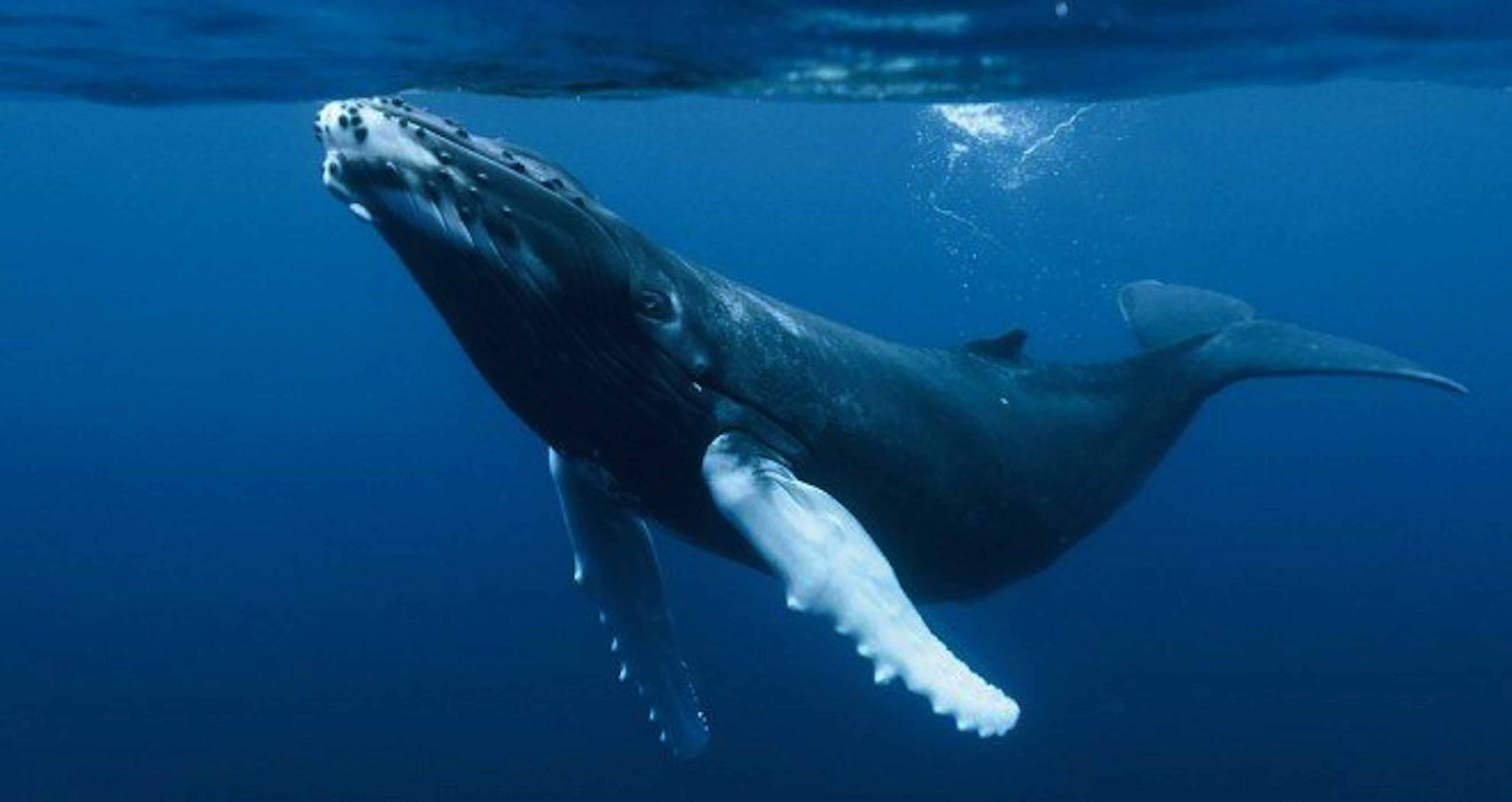humpback-whales-1.jpg