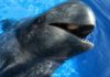 Pilot Whales: Everything about these lovely specimens…