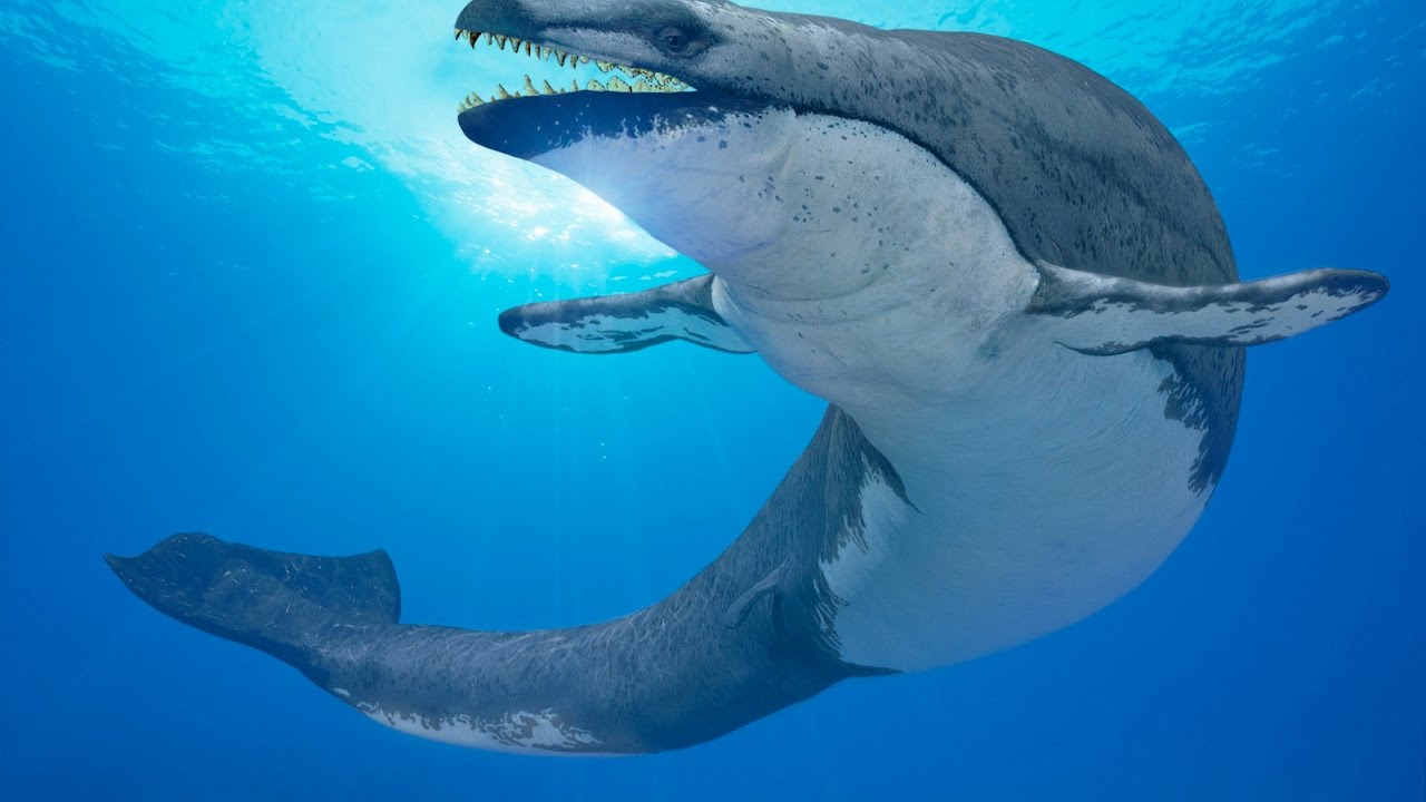 prehistoric whales: basilosaurus