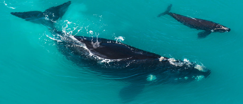 southern whales : southern whale and calf in New Zealand