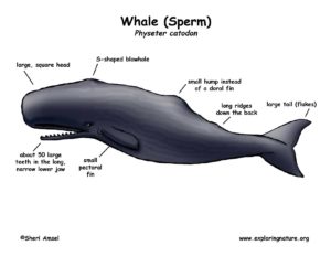 sperm whales . features
