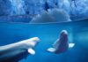 Beluga White Whale: Characteristics of the most  lovely whale in the world