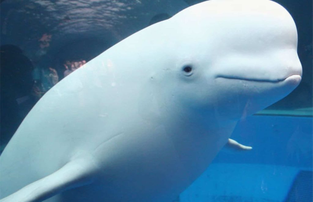 beluga white whale: just beautiful