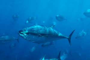 common tuna: pacific bluefin tuna