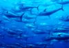 Common Tuna: Characteristics, properties,  threats and more…