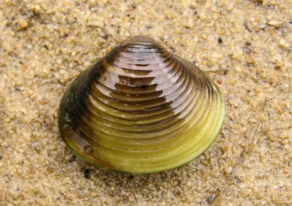 freshwater clams