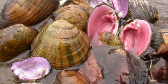 freshwater clams varieties
