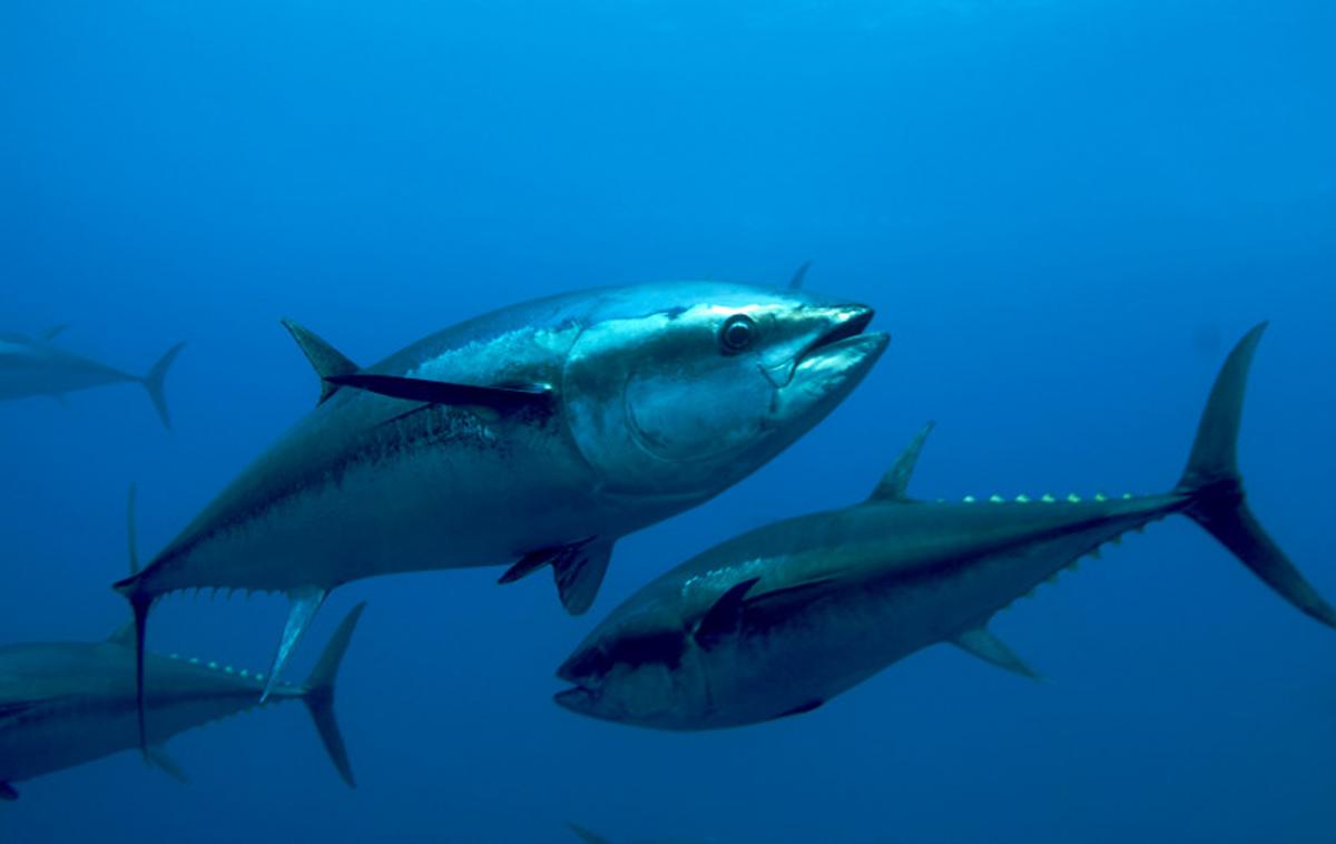 giant tuna : atlantic blue fin tuna