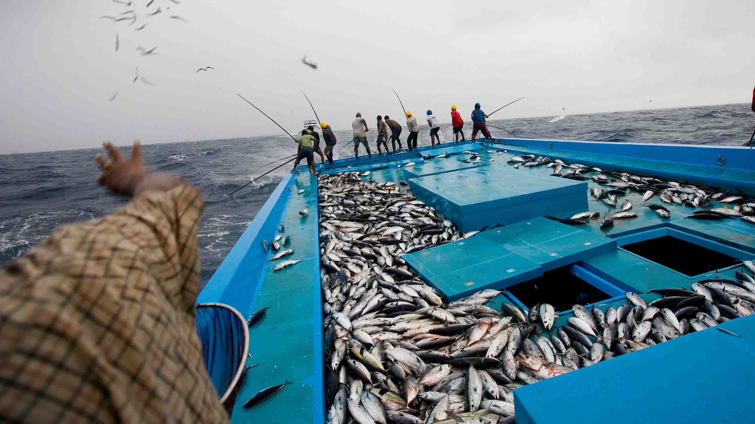 Tuna Fish Characteristics, properties, habitat and more