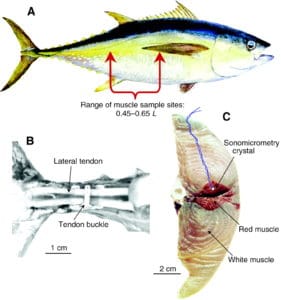 yellowfin tuna: morphology