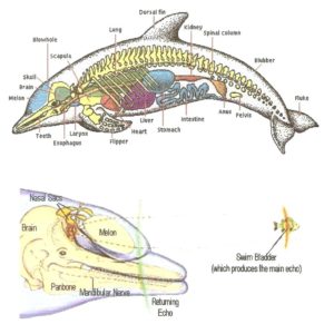 bottlenose dolphins anatomy