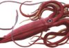 Colossal squid : Everything you need to know