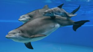 dolphins: mother and calves