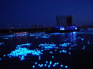 firefly squids in Toyama Bay