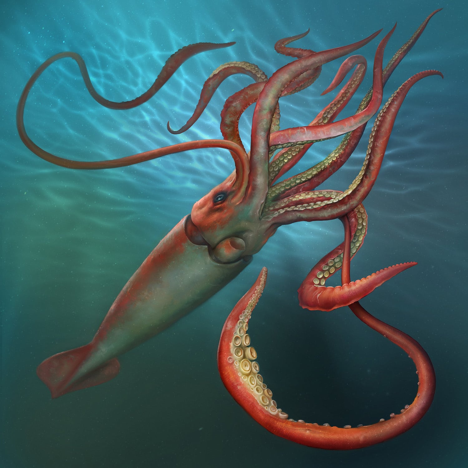 giant reversible squid