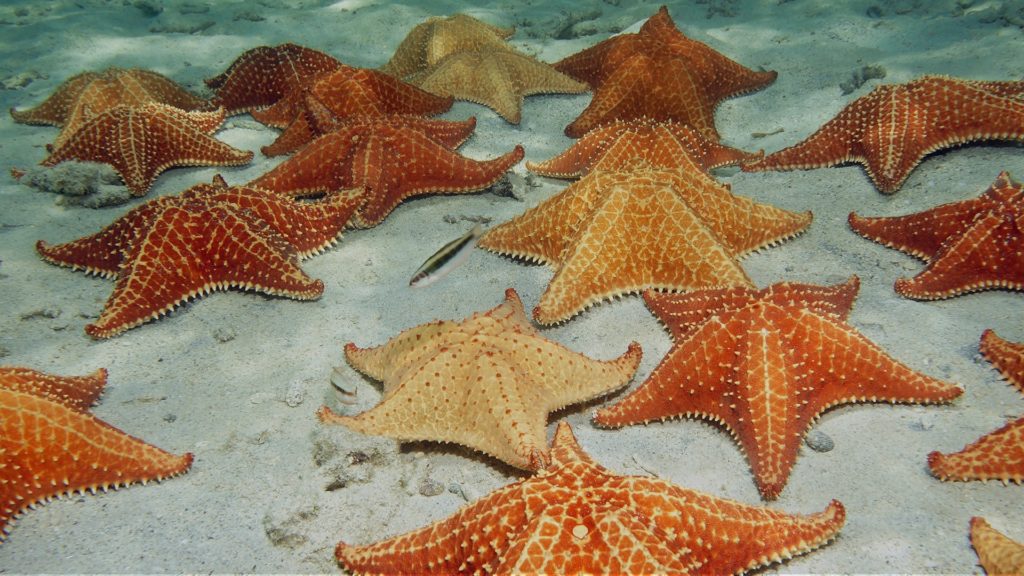 Red cushion starfish on sandy ocean floor, Dominican Republic