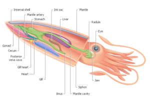squids anatomy