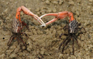 crayfish: fiddler crabs in courtship