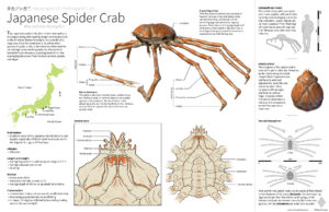 japanese spider crabs: anatomy