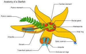 starfish: anatomy