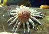Sunflower Starfish: All you need to know about the biggest starfish