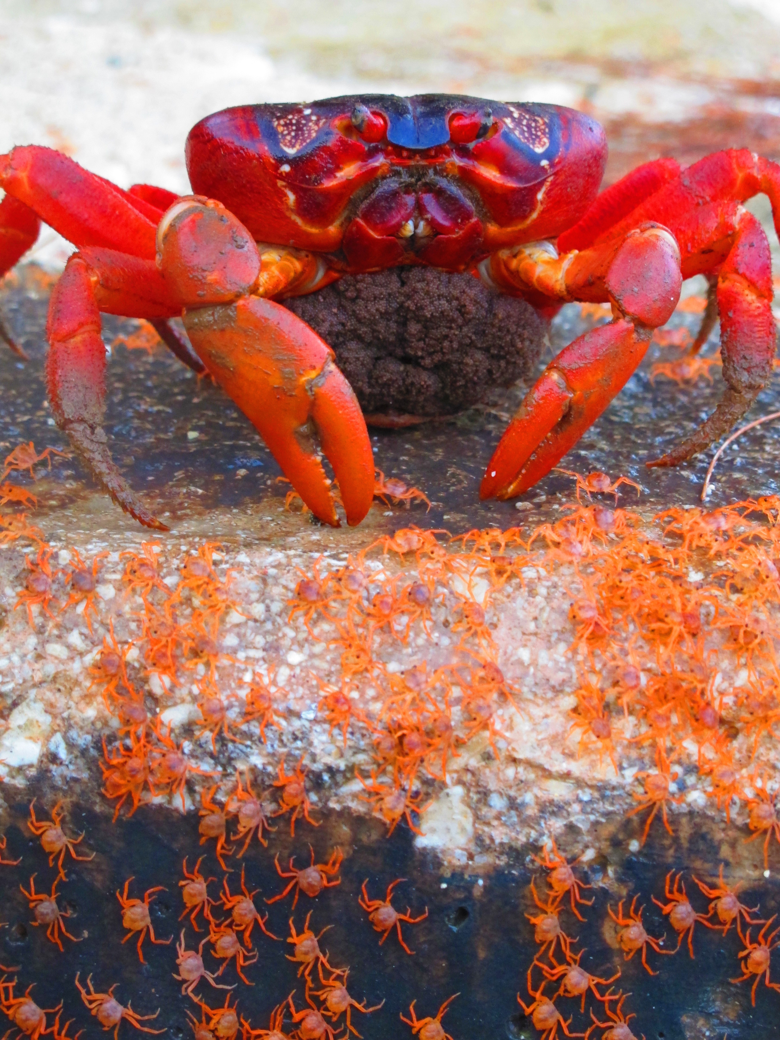 Christmas Island Red Crabs: Characteristics, reproduction and habits