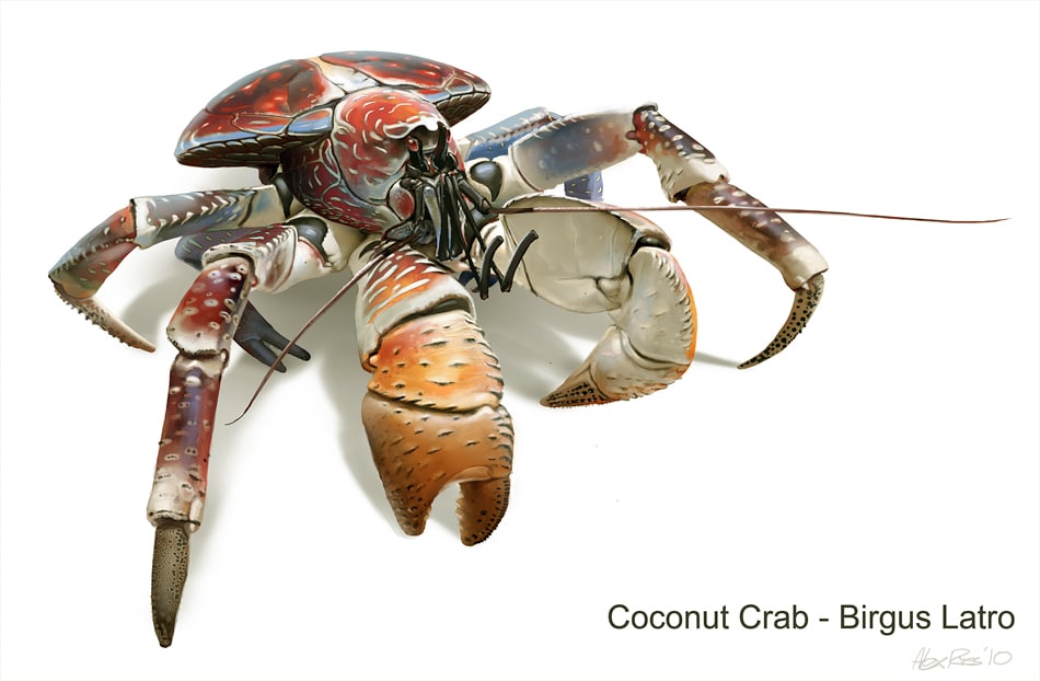 Coconut Crabs anatomy