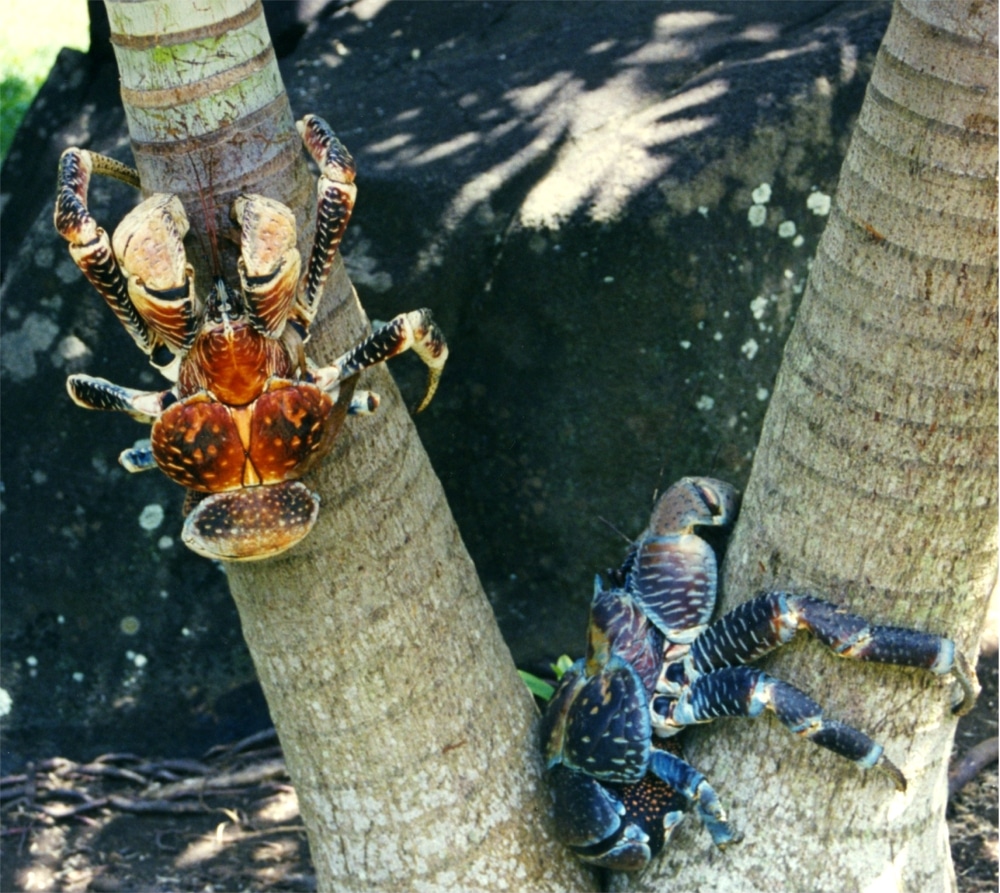 Coconut Crabs All About The Heaviest And Strongest Crabs malaysian-coconut-tree-ubicaciondepersonas-cdmx-gob-mx