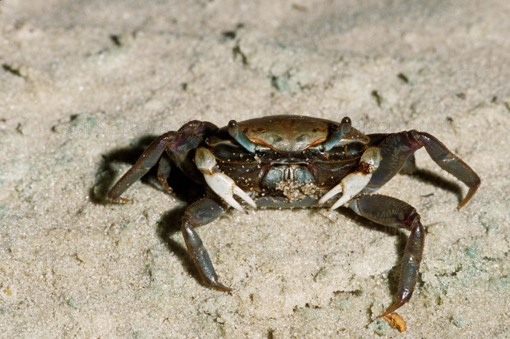 fiddler crabs: female