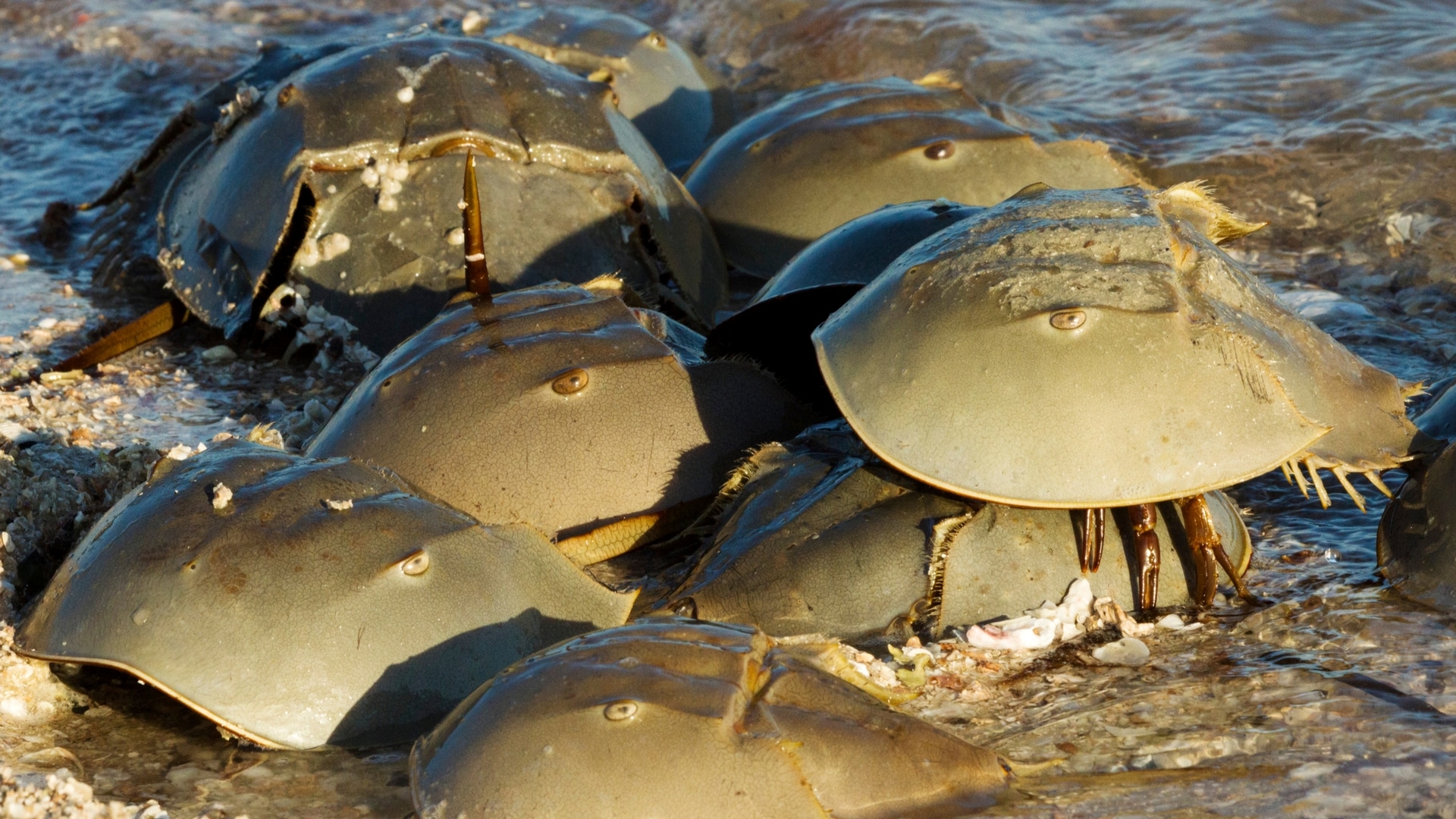 Horseshoe Crabs Everything You Need To Know About This Species