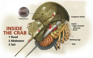 horseshoe crabs: anatomy