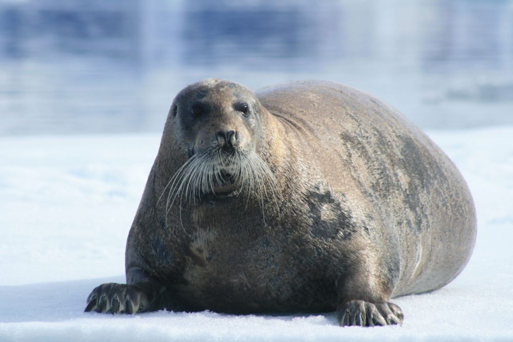 Bearded Seals: Characteristics, habitat, reproduction and more