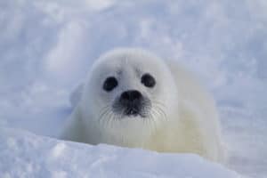 harp seals : puppy harp seal