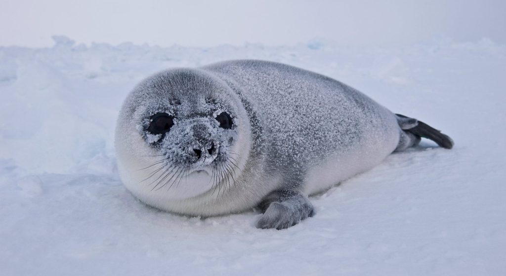 hooded seals : female pup