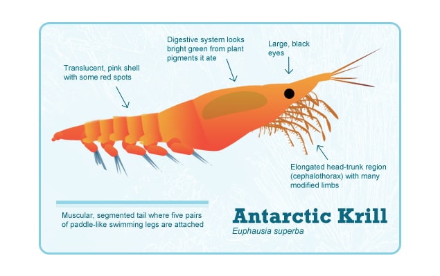 ross seals : antartic krill