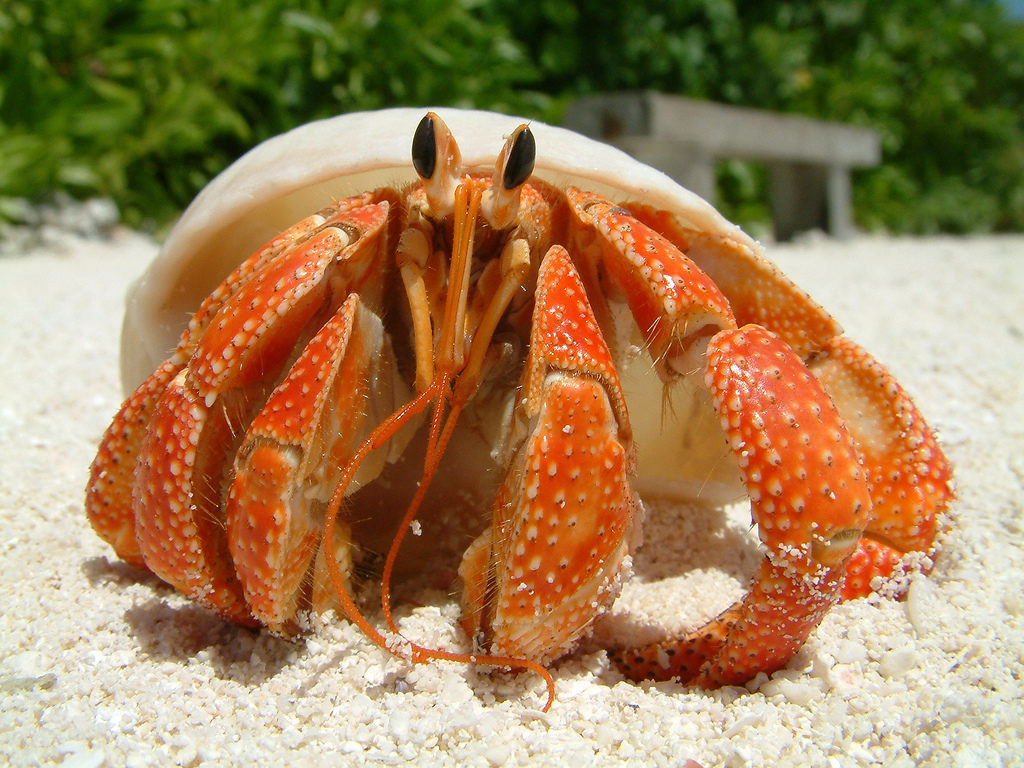 Types of Crabs: Learn all about the different crabs species.