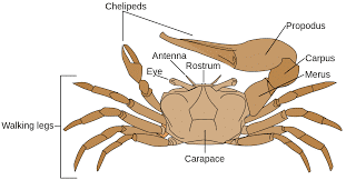 what do sea crabs eat : crabs´characteristic anatomy 