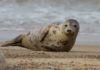 Grey Seals: Characteristics, habitats, reproduction and more