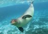 Mediterranean Monk Seals: Characteristics, habitat and more